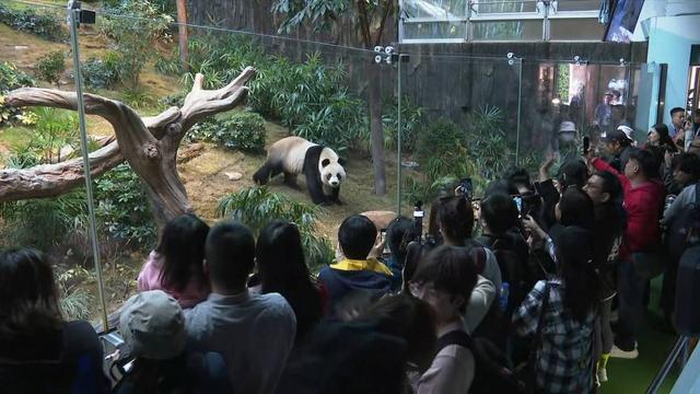 第三对中央赠港大熊猫与公众见面，共融共生，共筑未来_权限解释落实