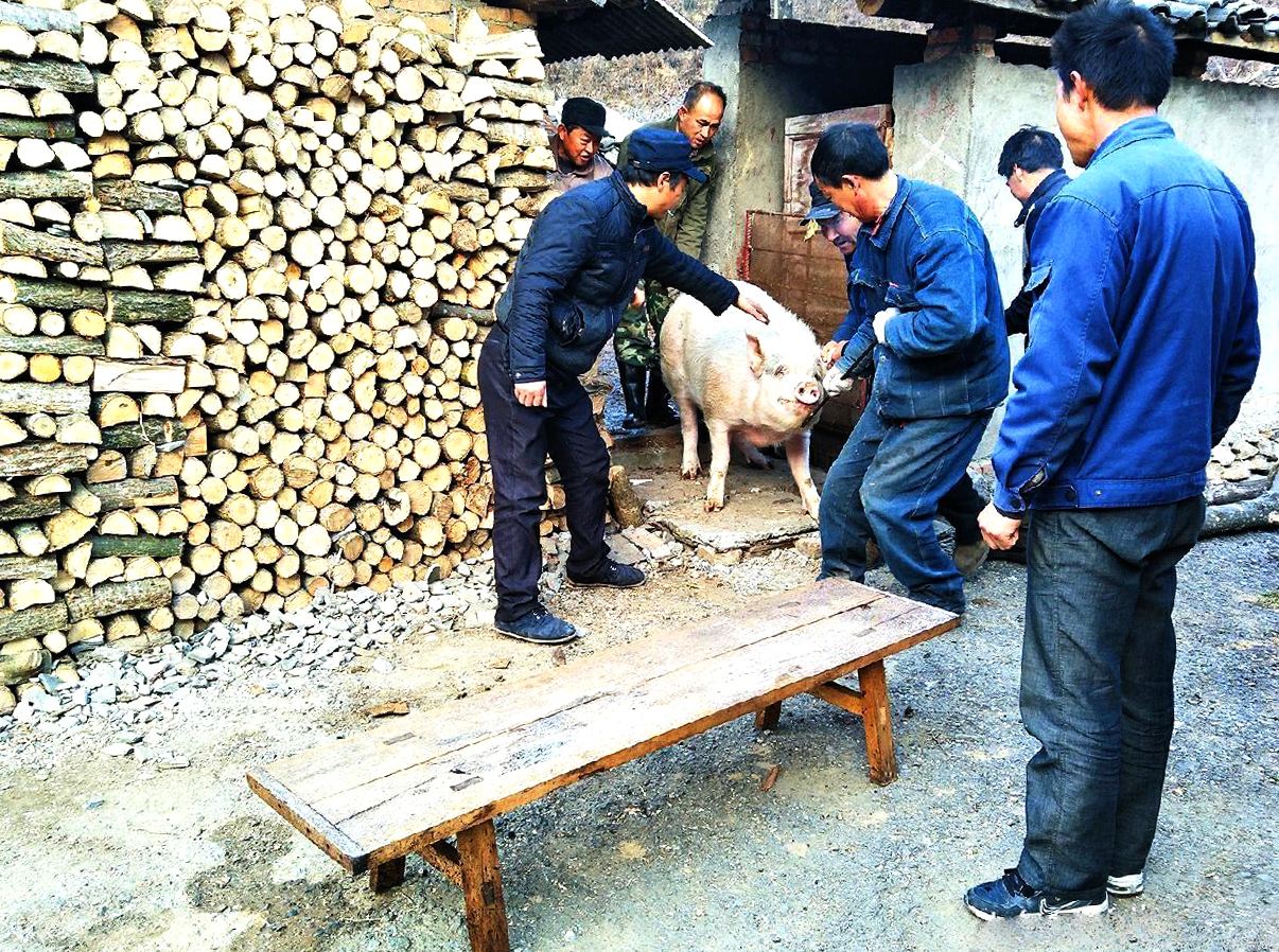 村民拿黄狗练习杀猪 场面搞笑_反馈实施和计划