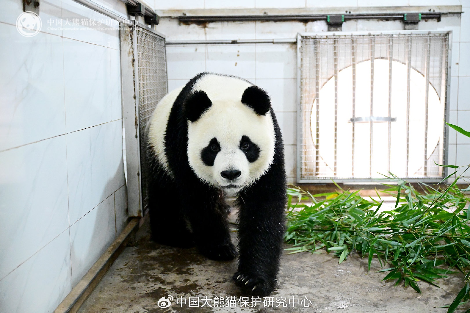 三只旅比大熊猫圆满回国，传递友谊与保护责任的共鸣_知识解答