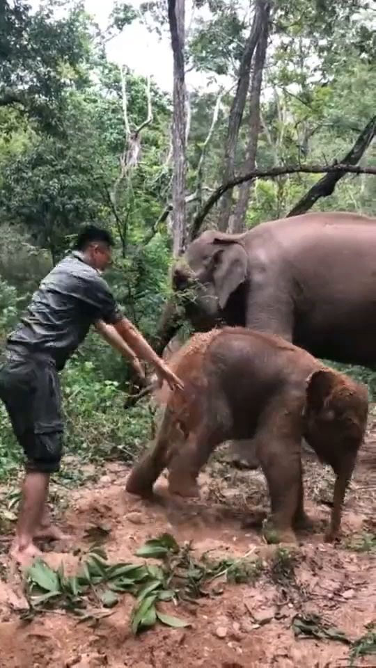 小象被欺负视频，揭示背后的深层问题，呼唤社会关爱与正义_精密解答