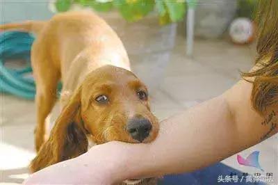 关于狗咬伤四年后还会得狂犬病吗的探讨_具体执行和落实