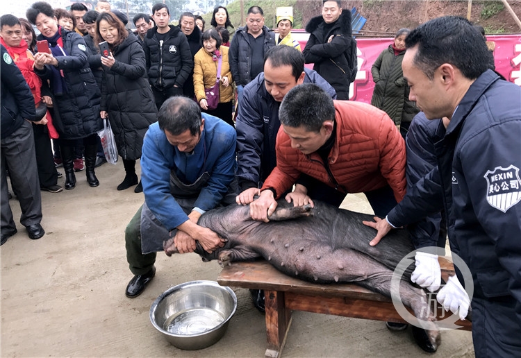 杀20头猪请业主吃席，乡村盛事与社区凝聚力的体现_最佳精选解释落实