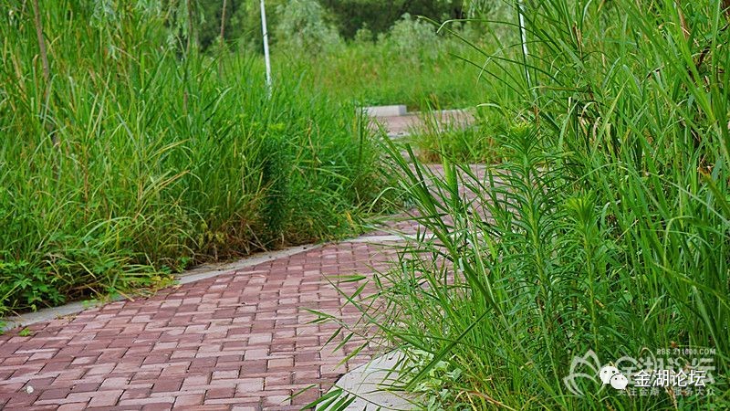 主干道野树杂草限高的治理与城市规划_落实执行