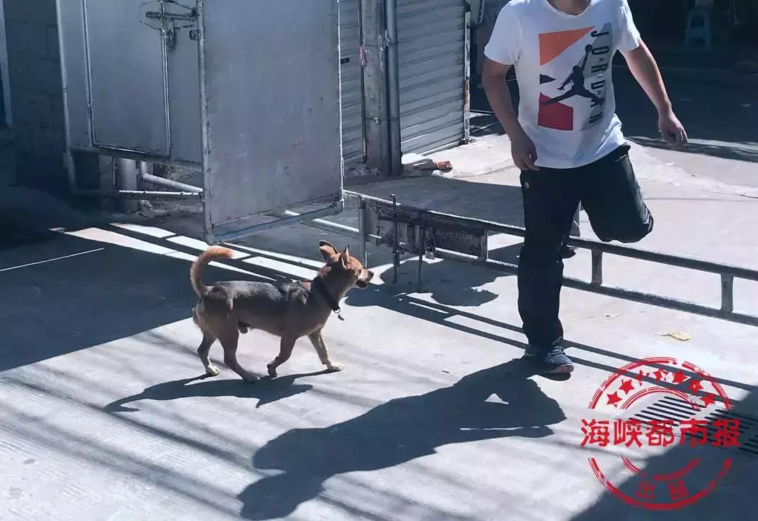 西安四岁男童遭恶犬袭击致昏迷，事件深度解析与反思_解答解释