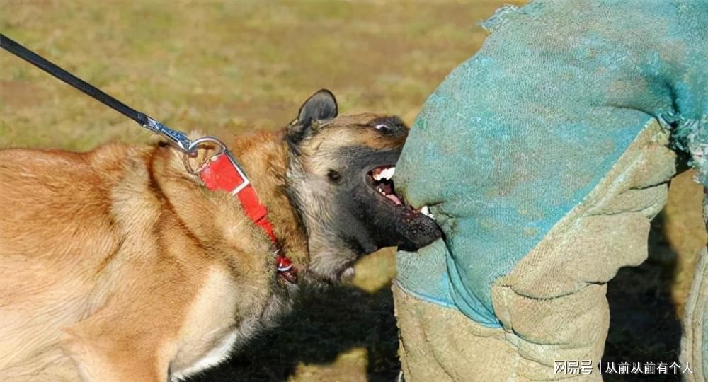 八岁男童遭遇恶犬，社会的警醒与行动_反馈内容和总结