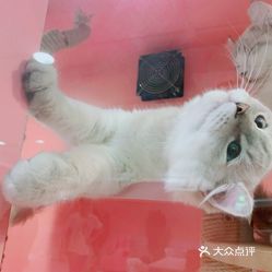 猫咖空间大小探究，多少平才合适？_执行落实