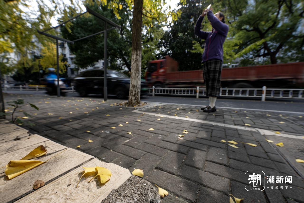 杭州开启落叶不扫模式，拥抱自然，让美丽风景延续_贯彻落实