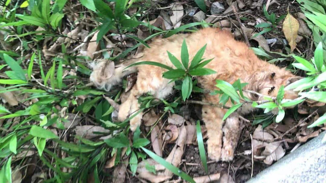 植物园内流浪猫死亡事件深度剖析_反馈机制和流程