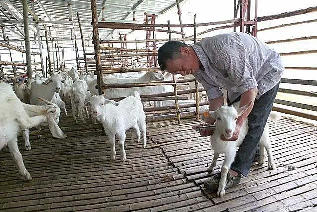 上千只羊交易前被插管猛灌饲料——畜牧业精细化管理的挑战与应对