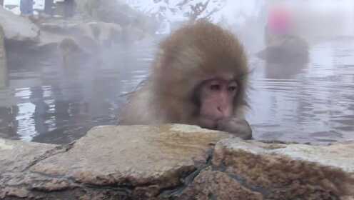 猴子雪天泡温泉，冬日暖泉中的奇妙景象