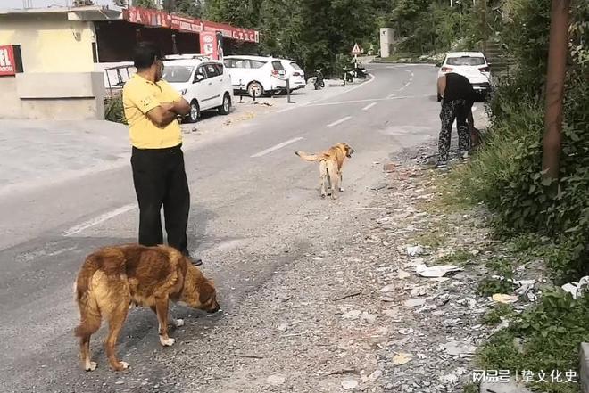 狗妈妈从三楼跳下后的奇迹瞬间与反思