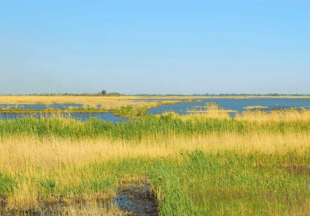 新疆巴州龙驹湿地惊艳呈现冰荷叶景观