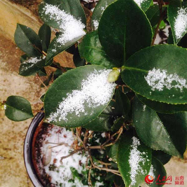 云南迎25年首场降雪，瑞雪兆丰年，银装素裹美不胜收