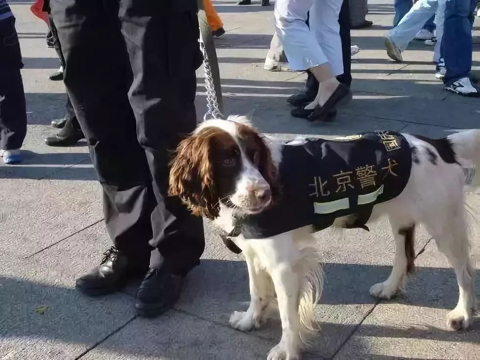 警犬因上班没精神被通报批评，职责与关怀之间的平衡