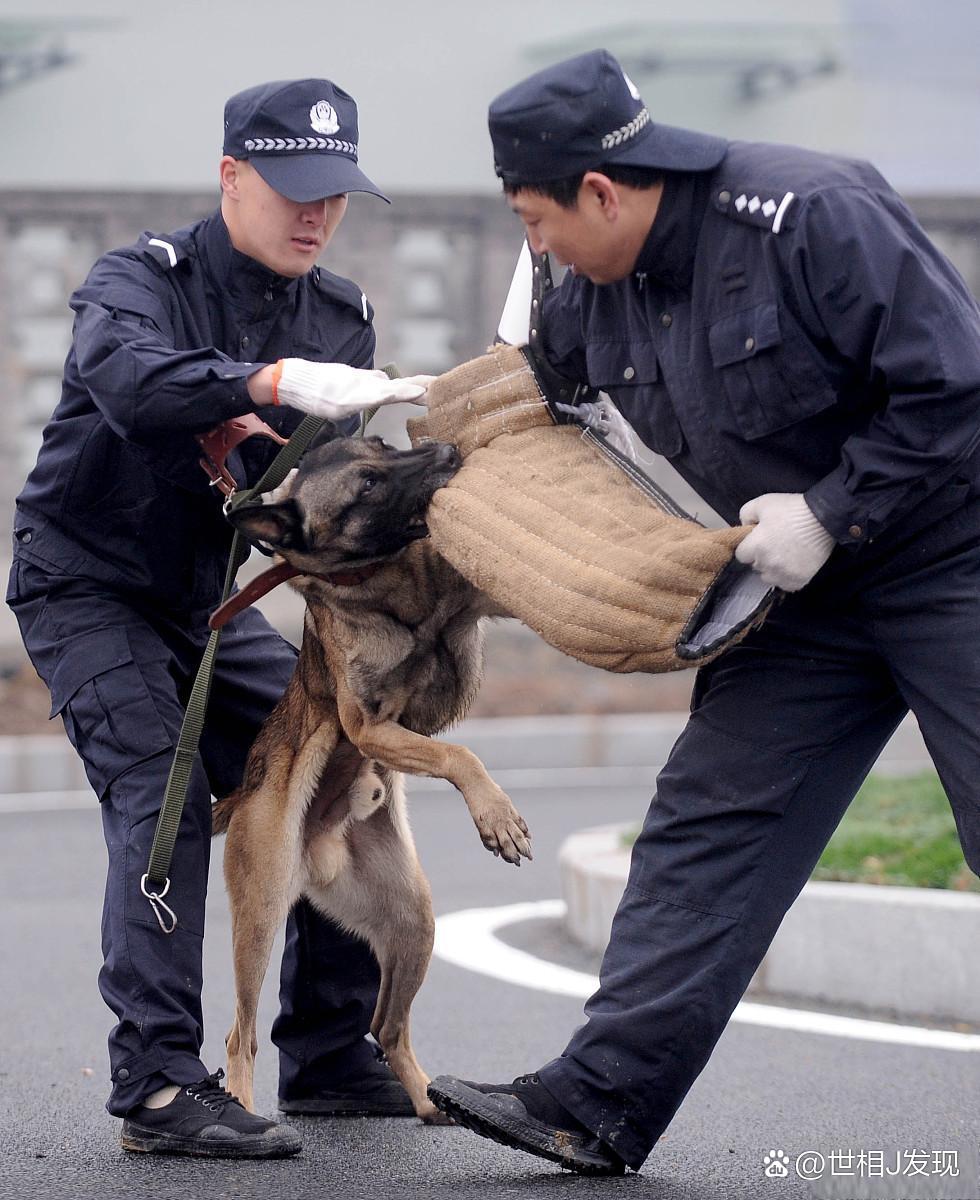 警犬幺幺零连续四周被通报的背后故事