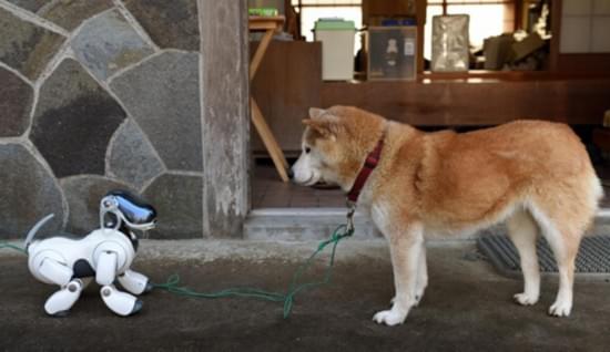 机器狗偶遇柴犬，双犬迎新岁，共贺新年