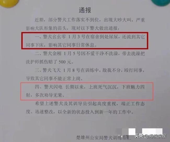 通报，四只警犬上班摸鱼、四处漫游引发关注