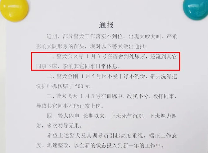 警犬被通报，上班死气沉沉，到处尿尿，该如何看待这一问题？