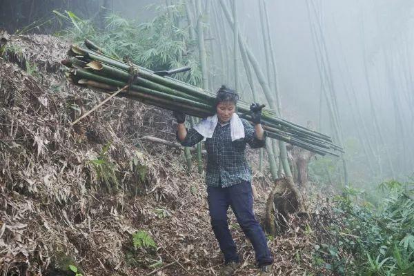 90后男子负债百万重返大山，砍竹子的逆袭之路