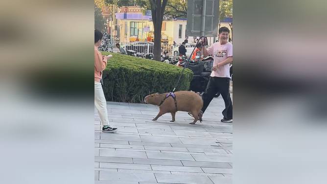 男子在上海街头骑车遛卡皮巴拉，城市中的独特风景