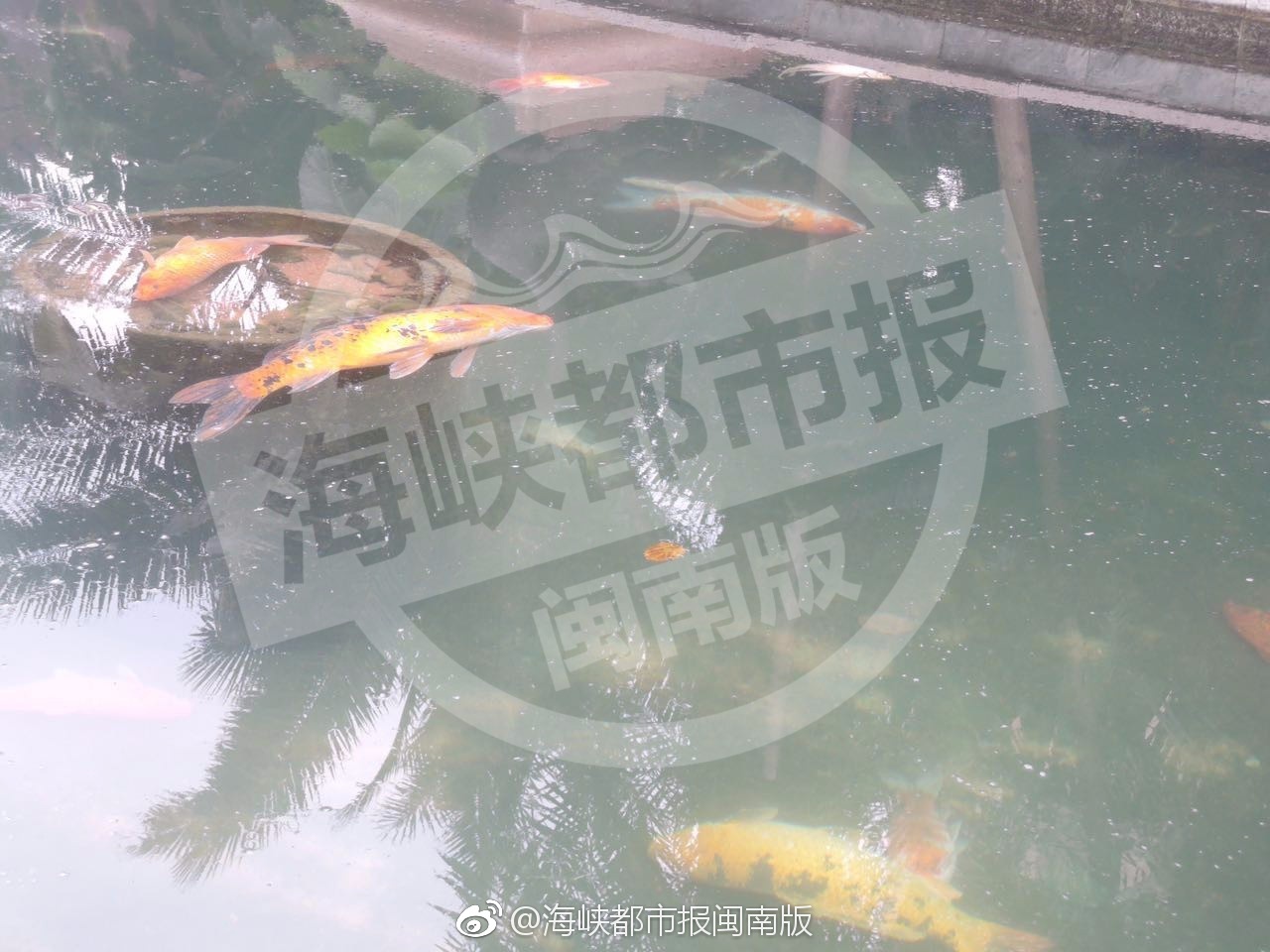 媒体聚焦，男子使用杀虫剂毒死大量锦鲤事件深度解析