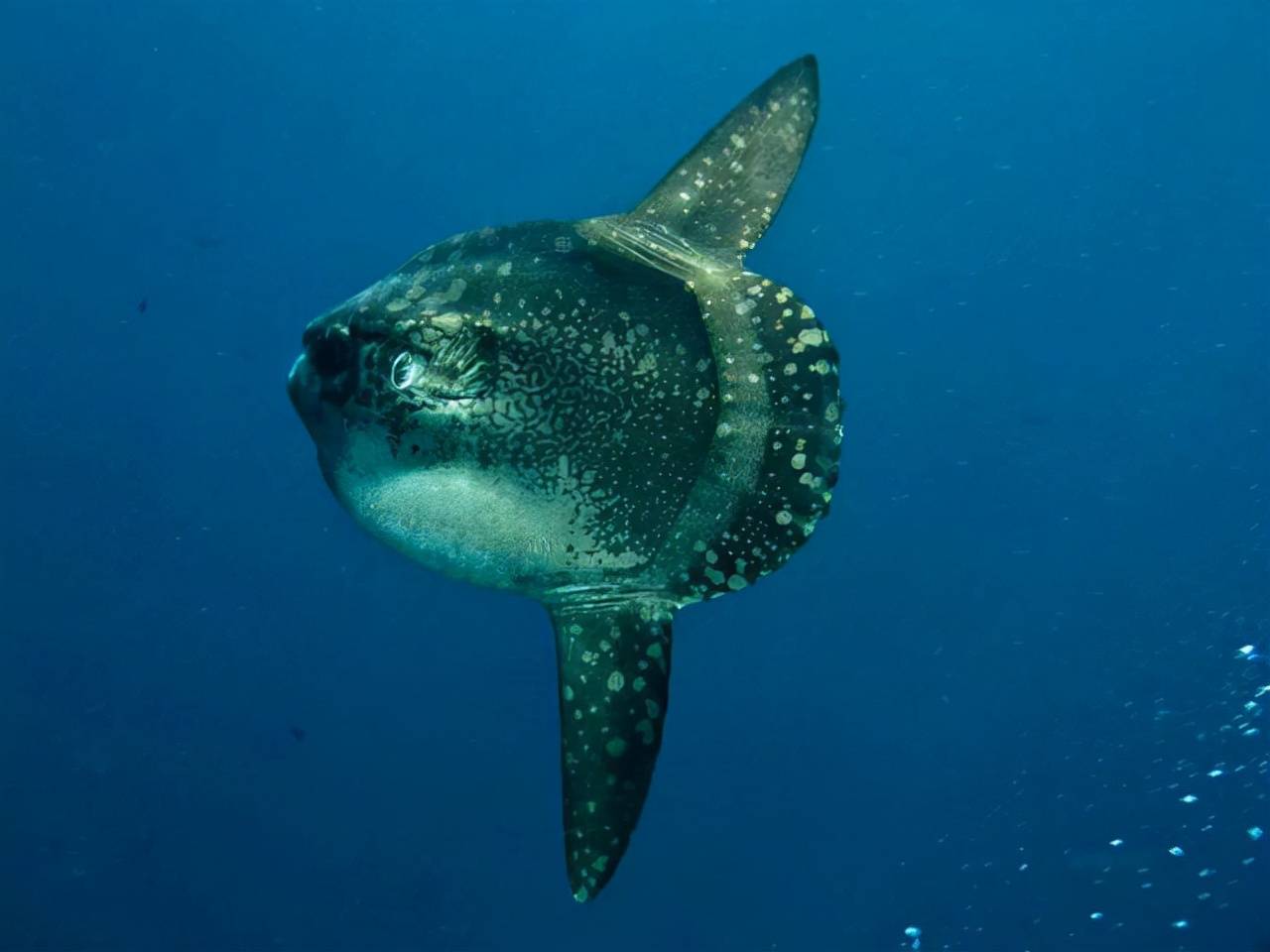 日本水族馆翻车鱼因缺乏游客而自闭，孤独海洋生物的心灵独白