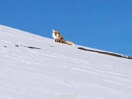 新疆野生狐狸被投喂，人与自然的和谐互动