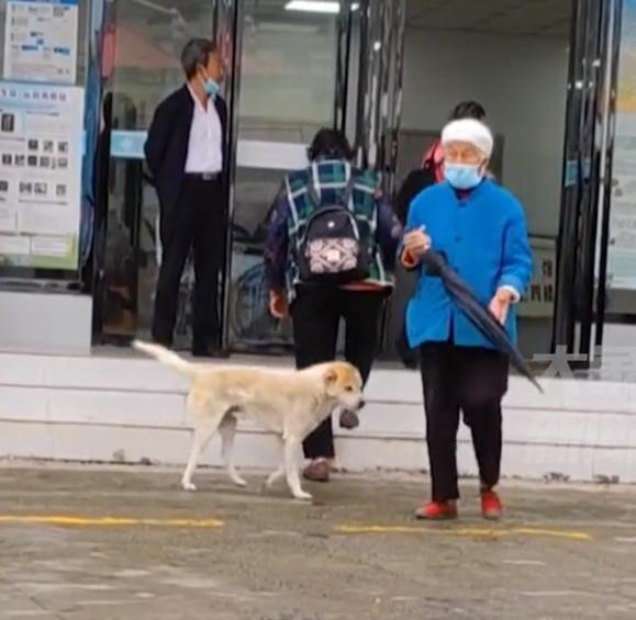 狗妈妈叼小狗上门求医，医生暖心救助感动人心