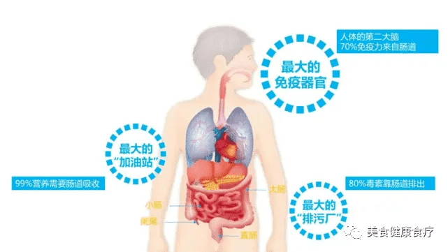 人体最大免疫器官，揭示皮肤之奥秘