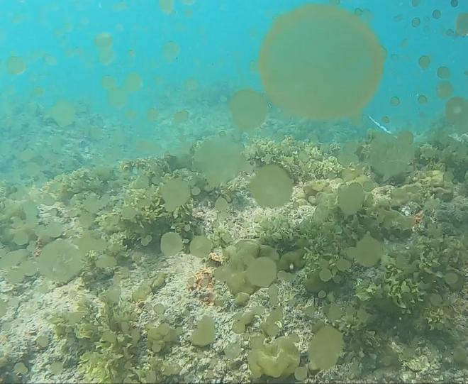 多地海边出现神秘爆爆珠，探寻海洋新现象的背后