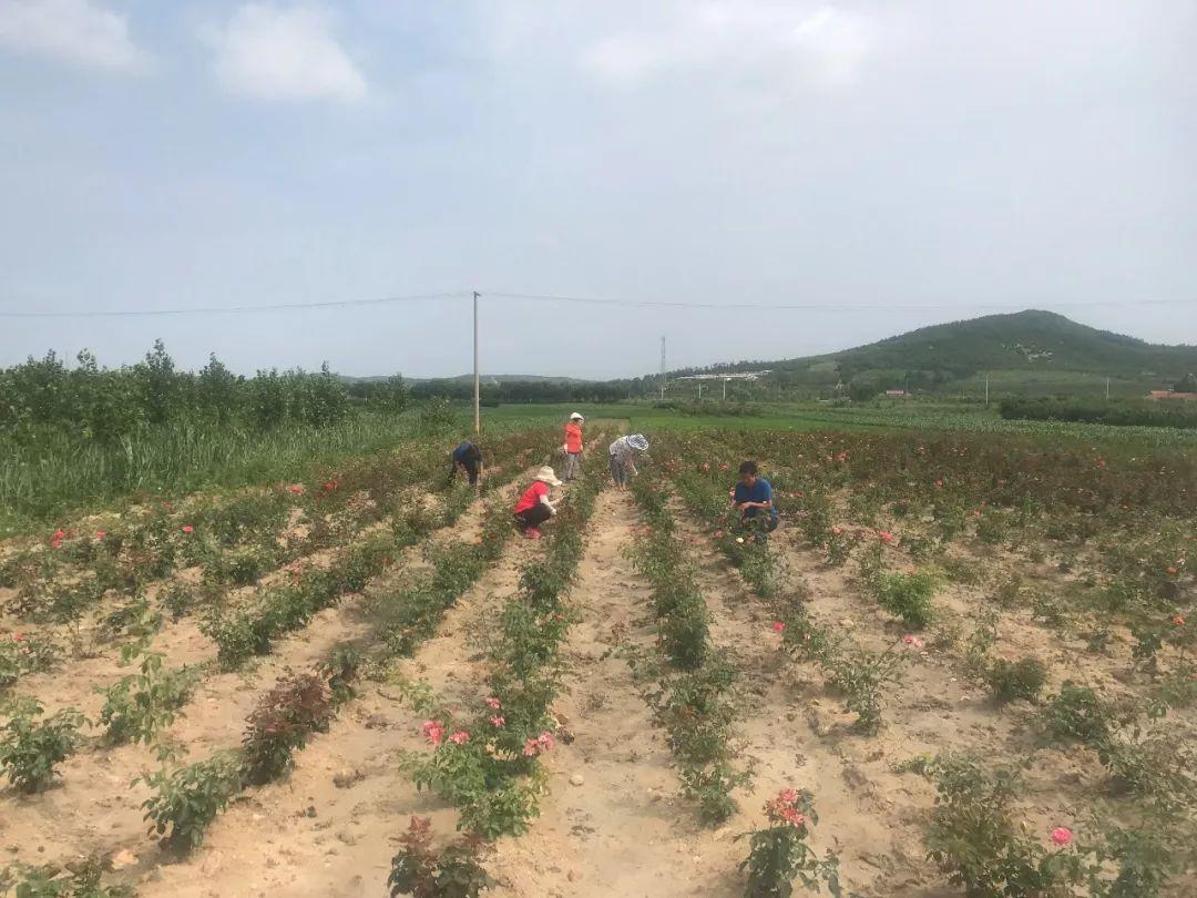 一路繁花问题出在哪，深度剖析与反思