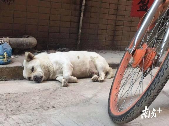 广州正式解禁土狗，重塑城市与宠物和谐共生的新篇章