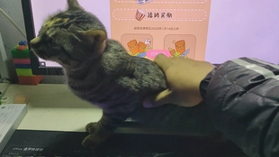 狸花猫与橘猫之间的奇妙互动，一场突如其来的挑战