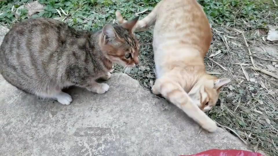 狸花猫与橘猫的奇妙瞬间，一场突如其来的形态转变