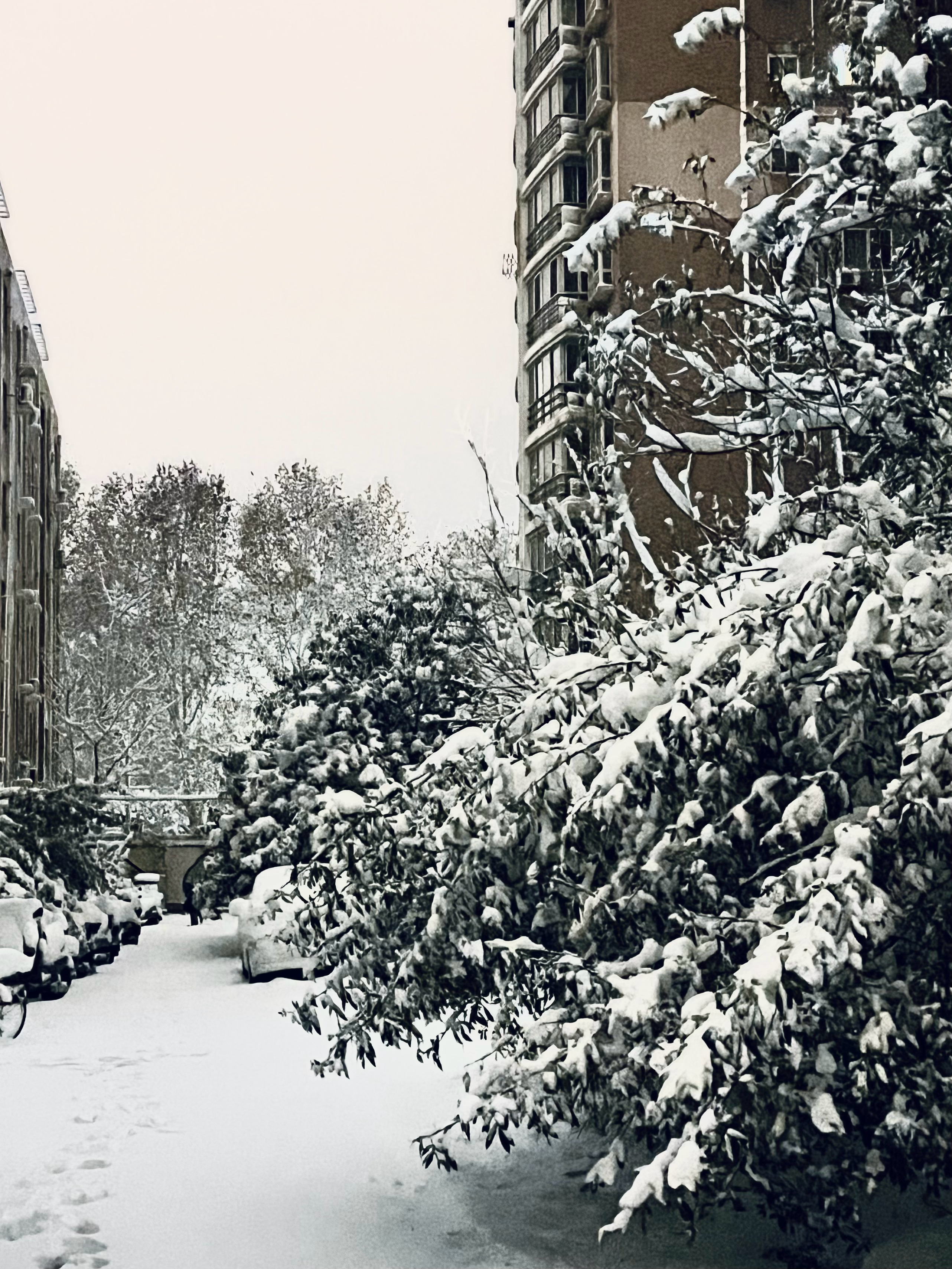 郑州下雪了，一场冬日瑞雪的美丽与影响