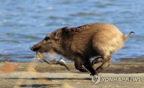 韩国打响野猪驱逐战，多重策略应对野猪泛滥的挑战