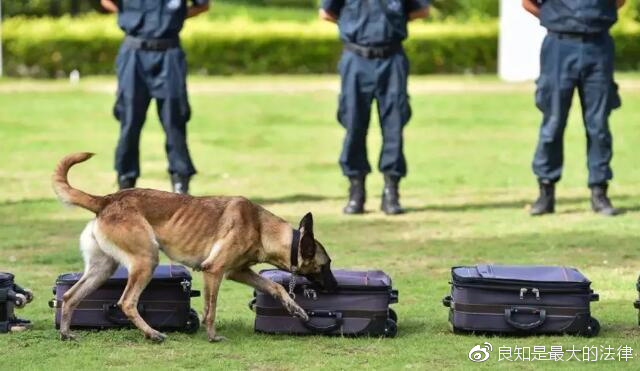 四只警犬挨个被点名通报批评，反思与改进的必要