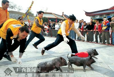 抓年猪一不小心变猪骑士