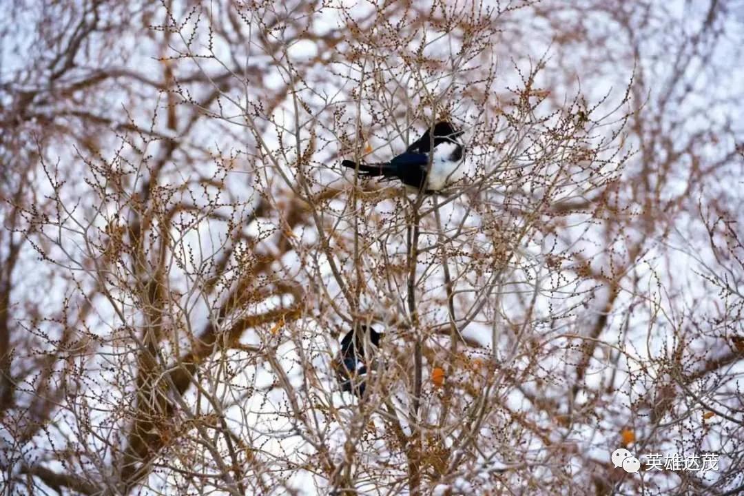 河南多景区雪人开道扫雪，冬日里的一股暖流