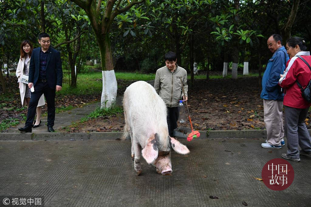 抓“年猪”一不小心变猪骑士