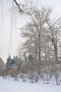 北京下雪了，银装素裹的冬日画卷