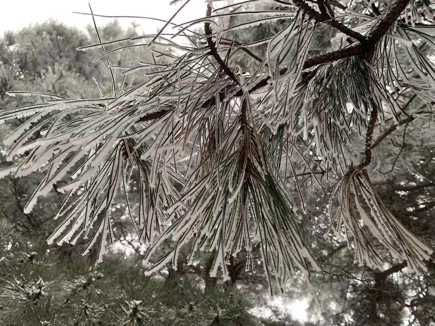 河南遭遇罕见积雪，深度超过20厘米——应对极端天气的挑战