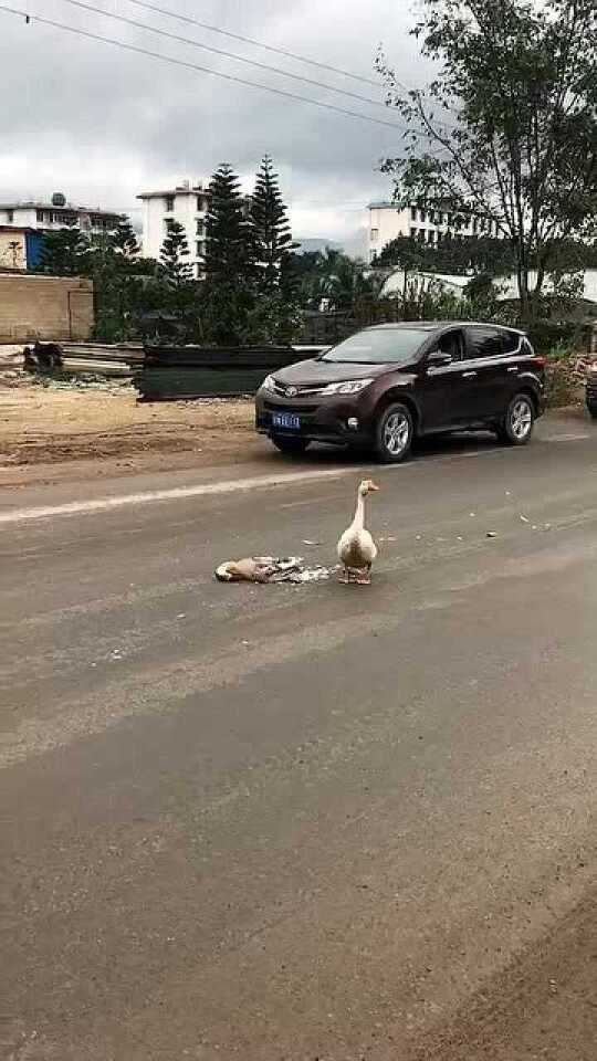 堵车时驾驶员与大鹅的意外遭遇