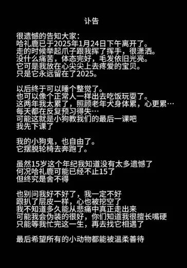 网红哈士奇哈礼鹿的离世，一则令人痛心的消息