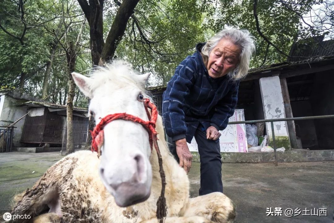 幸运之光，老人彩票中奖，奇迹般的动物园新生