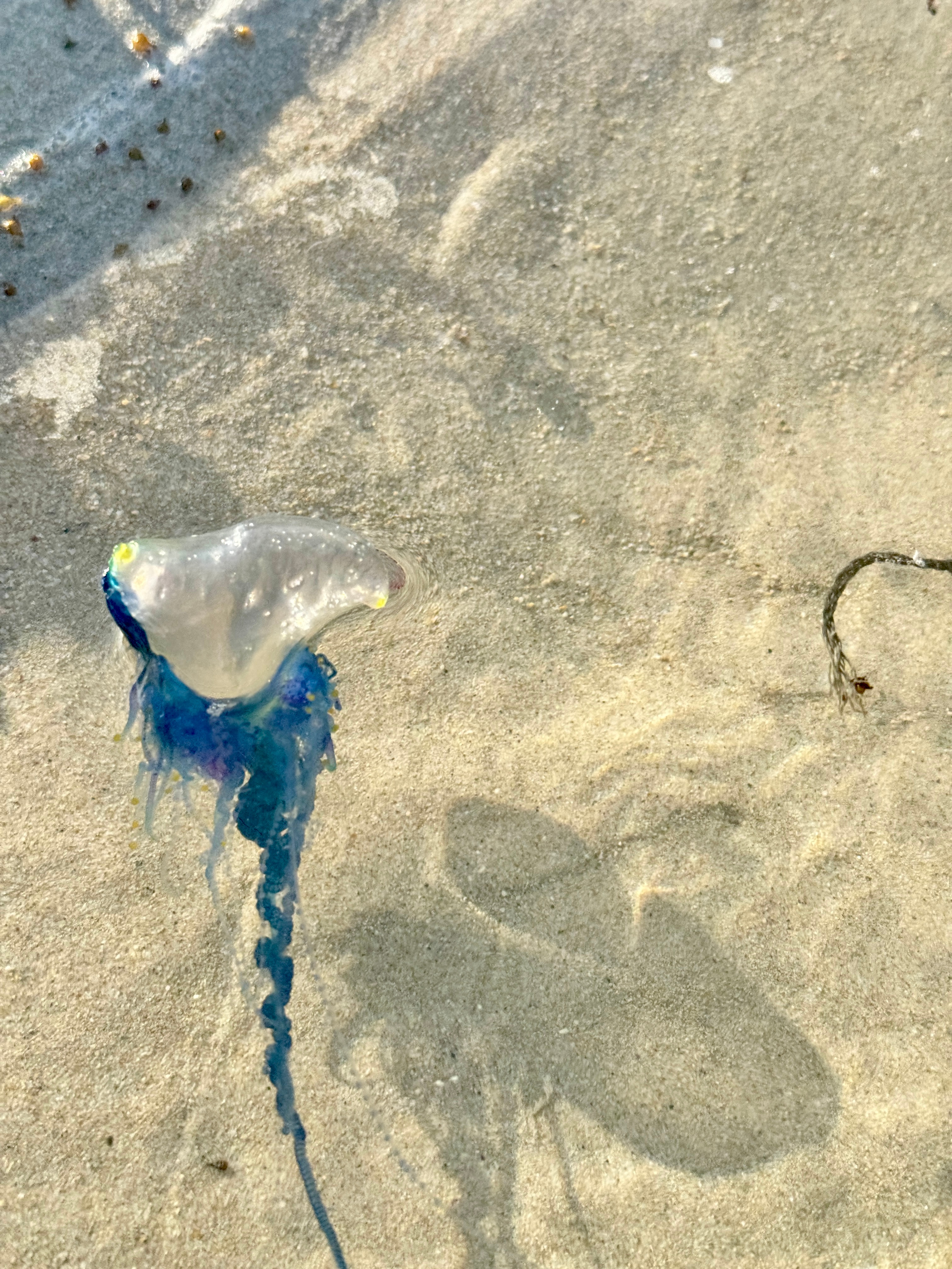 海南沙滩现剧毒水母，警惕海滩安全隐患