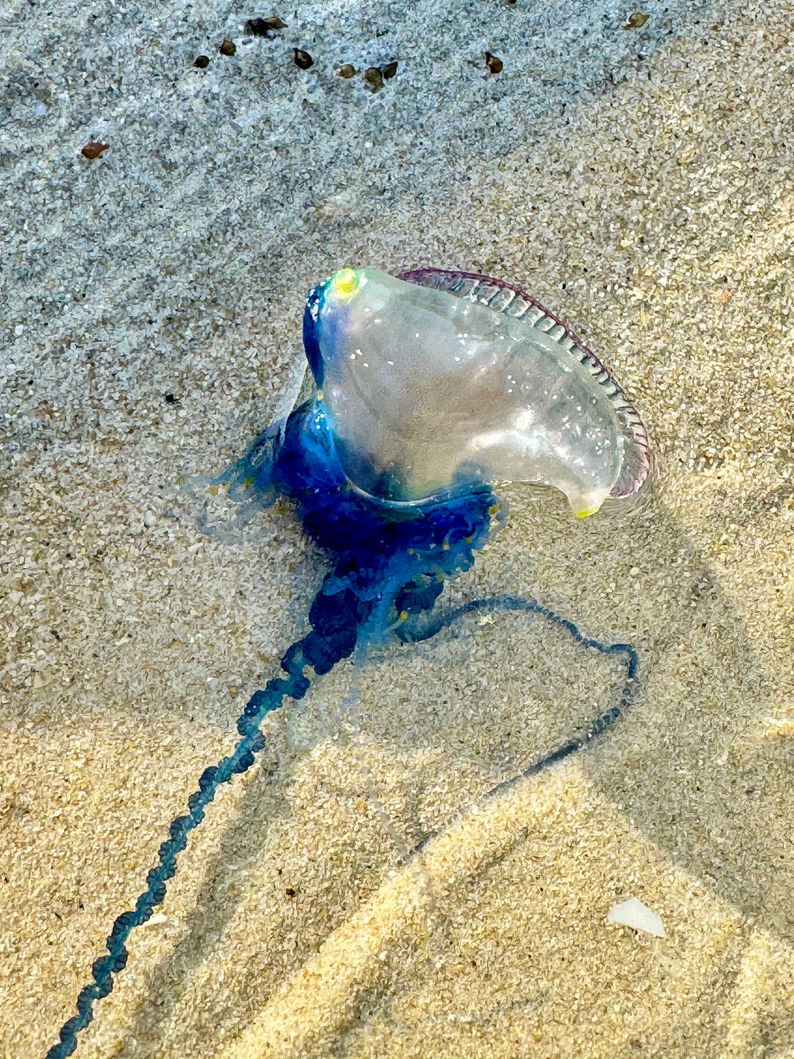 海南沙滩现剧毒水母，警惕海滩安全隐患