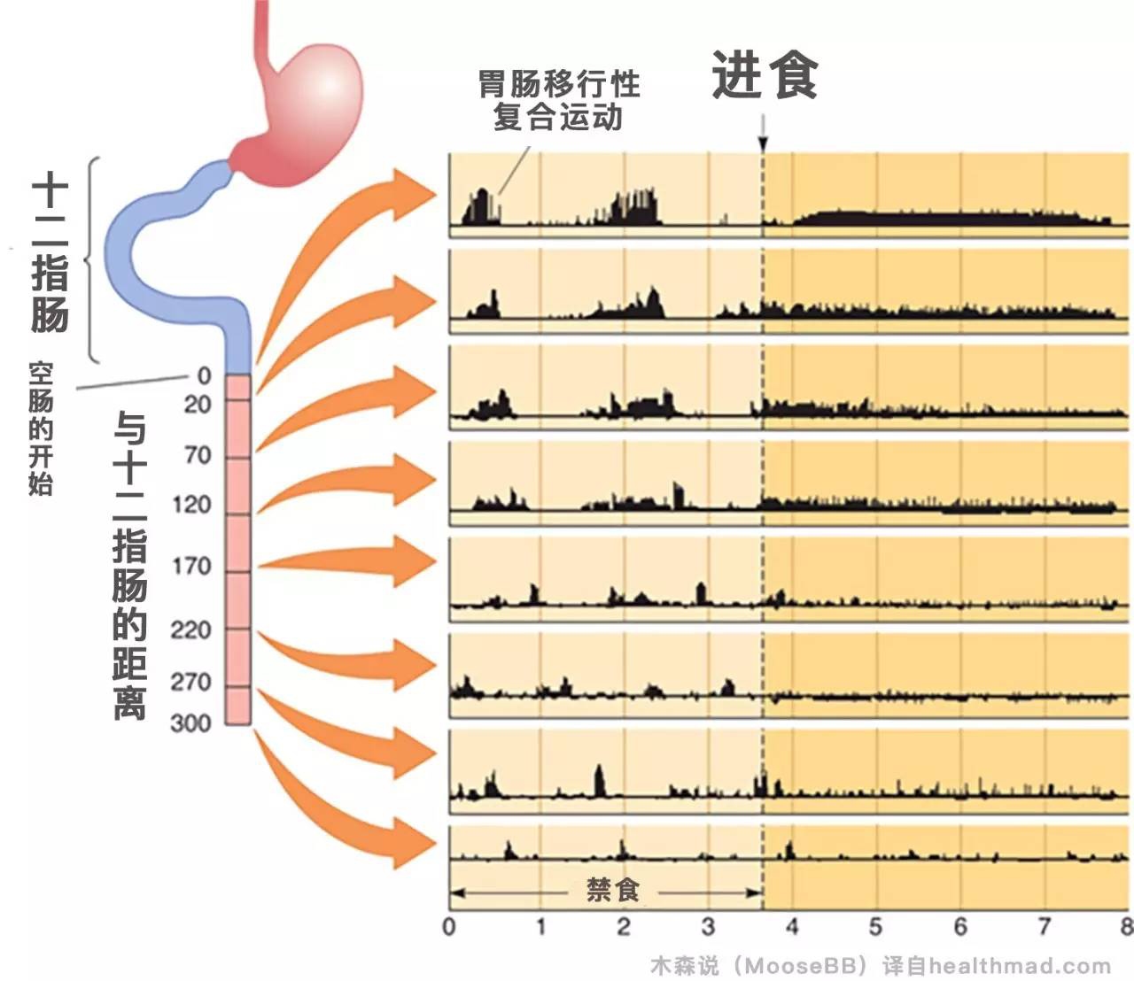 胃开启了连轴转模式