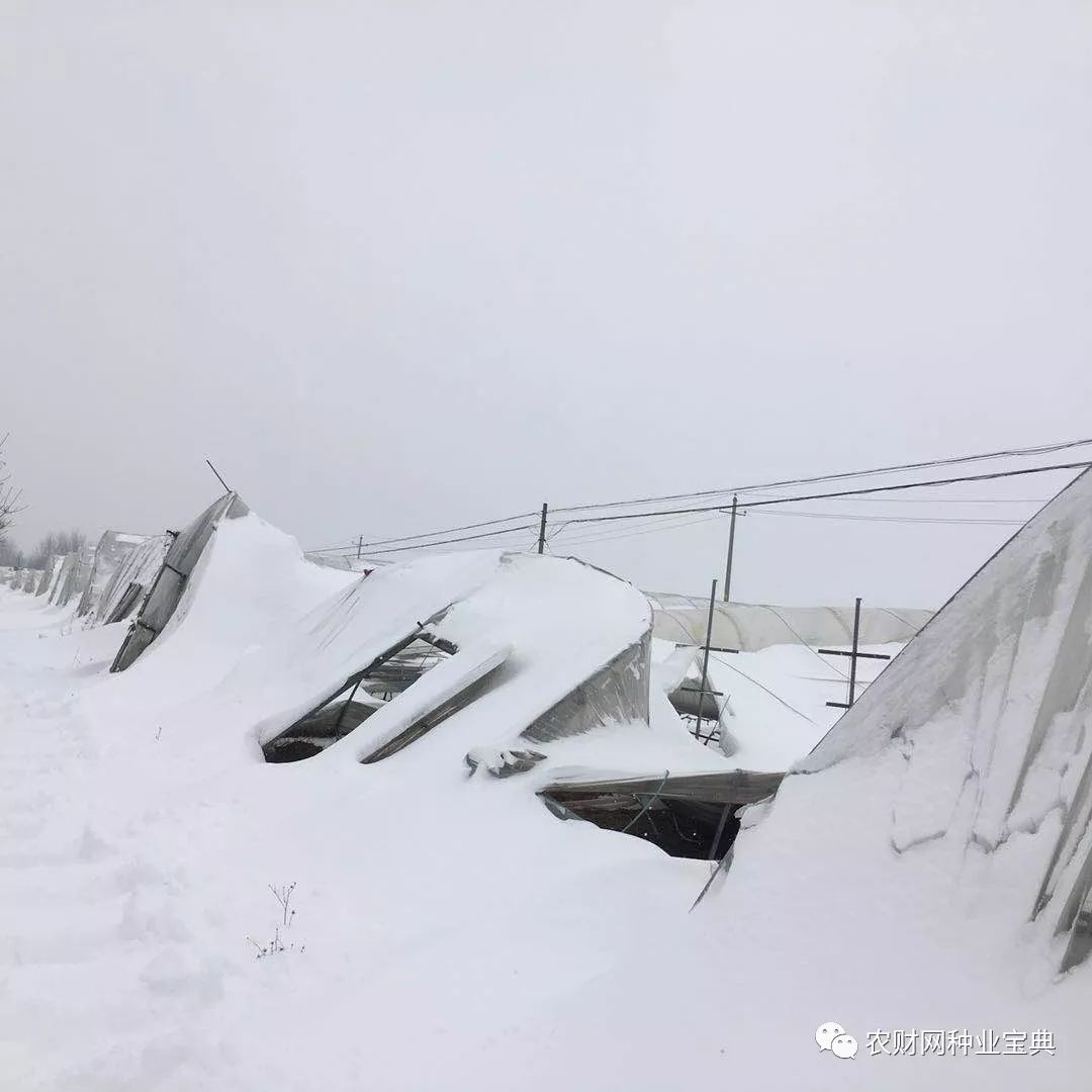 雪夜中的惊魂一刻，两人除雪时大棚塌了，意外露出生命的顽强