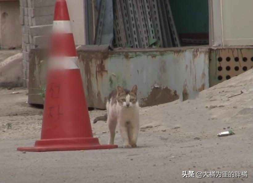 主人离家九日，猫咪水淹厕所欠下巨款——一则关于宠物与生活的故事